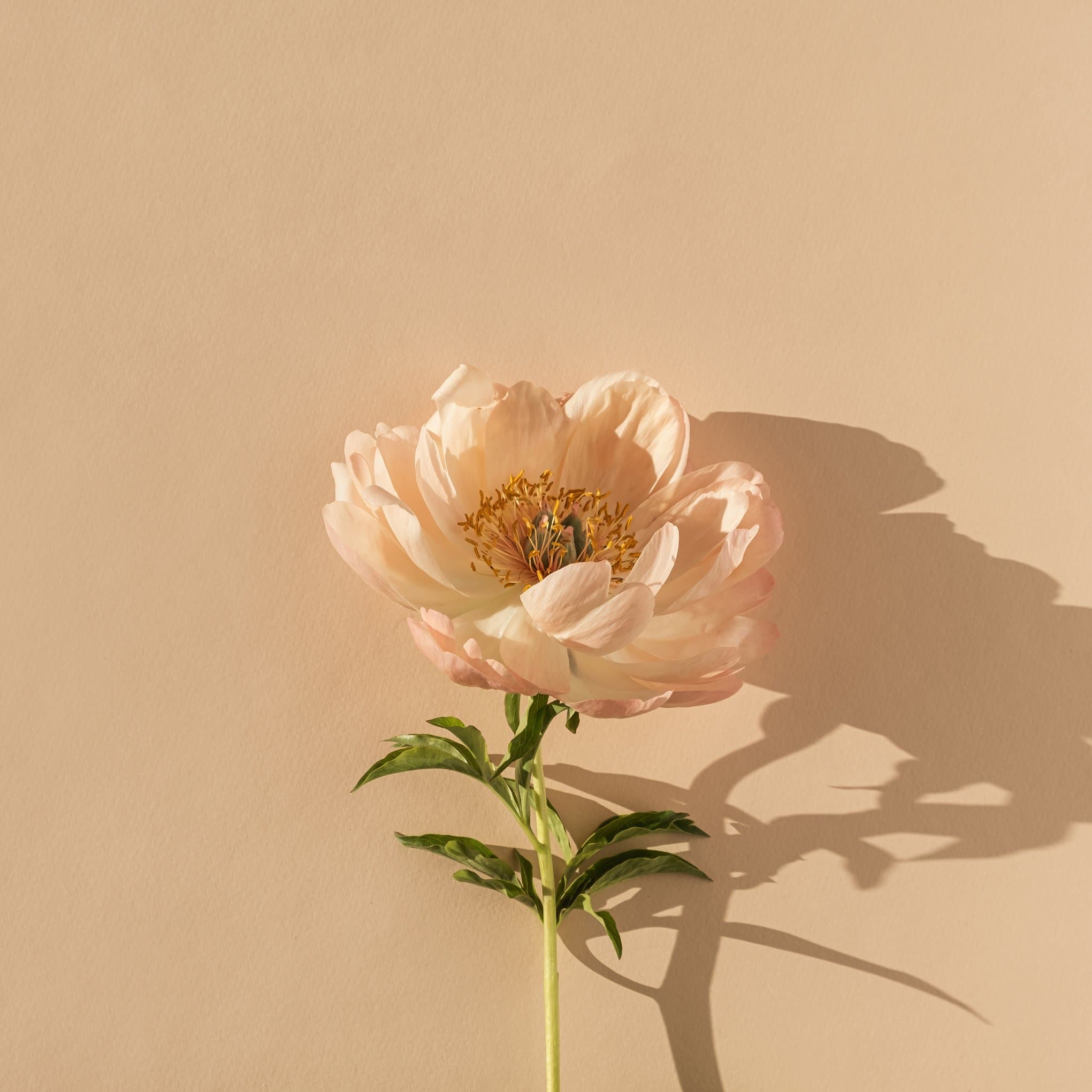 Peony Flower